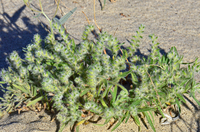 Gander's Cryptantha is a rare plant native to parts of AZ and CA. The plants bloom from January to May and grow at elevations from 500 to 1.200 feet. Cryptantha ganderi 